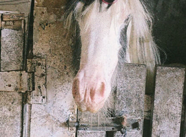 Cob colt for sale