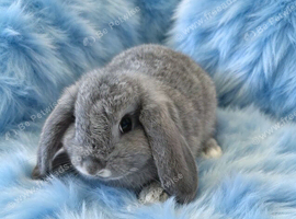 Last little boy mini lop carriers plush