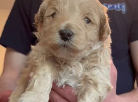 Puppies currently ready to leave mum in 2 weeks