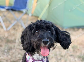 Bella the miniature cockapoo