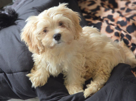 Adorable teddy