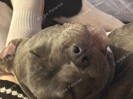 6 month old staffy