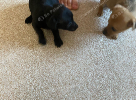 Jack russel puppies