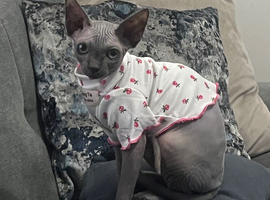 Sphynx