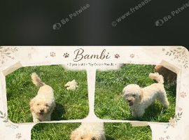 Cream toy poodle Bambi loving sweet girl