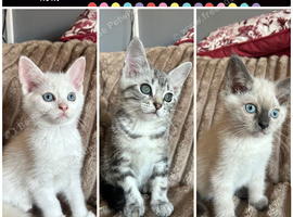 Adorable Norwegian forest kittens