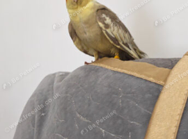 Baby cockatiel