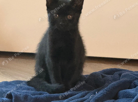 British short hair mix breed