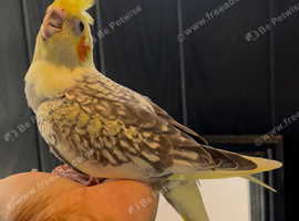 Tame baby cocktail