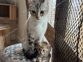 Stunning Bengal Kittens