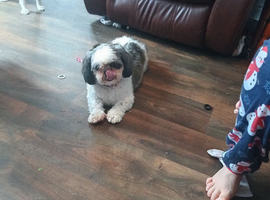 Shih tzu