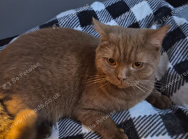 Stunning Cinnamon British Shorthair Female - &pound;1,000