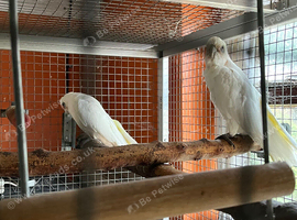 Pair Bare Eyed cockatoos