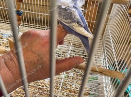 Helicopter Baby Budgies