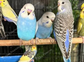 Budgies