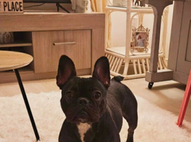 2 year old boston/French bulldog
