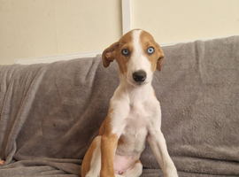 Hancock bred merle lurcher boys