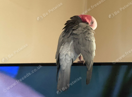 Galah cockatoo