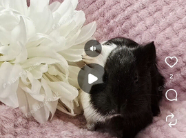 Guinea pig