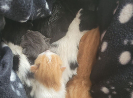2 Kittens