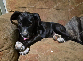 Cane corso x American bulldog puppy
