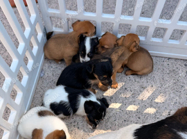 Jack Russell puppies 2 boys 1 girl laft