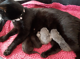 Persian kittens