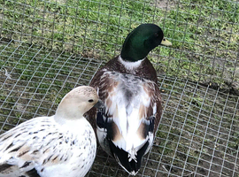Pair of abocot call ducks