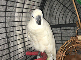 Breed my cockatoo
