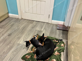 Mini pincher puppies