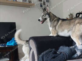 2 huskeys - 1 female 1 male