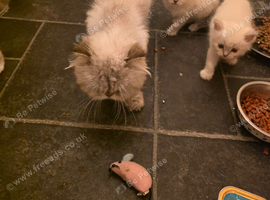 2 persain kittens  boy girl