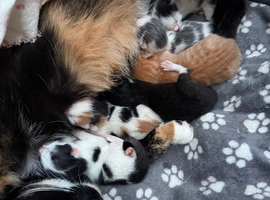 kittens for sale