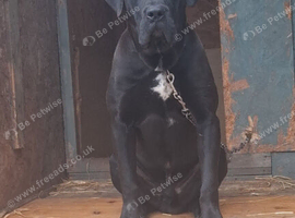 Male presa canario