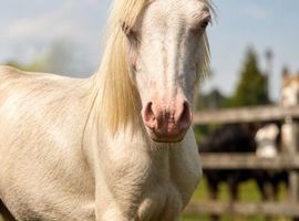 Cremello Welsh Sec A Colt