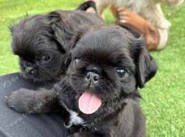 Teddybear pugs ready 18th October