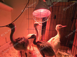 RHEA chicks