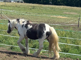 Gypsy cob rising 2