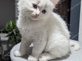Magical Ragdoll kittens