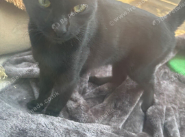 6 month old kittens