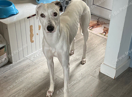 1yr old Lurcher looking for a new home