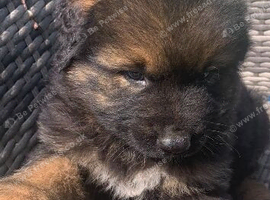 Caucasian shepherd x German shepherd boy
