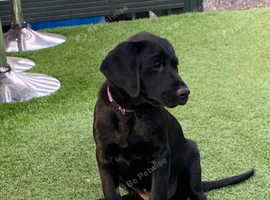 Flycatcher drakeshead labrador