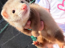 Ferrets