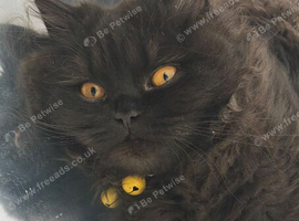 REDUCED!!! British longhair male
