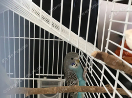 Split black face budgie