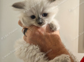 Tica registered Ragdoll kittens