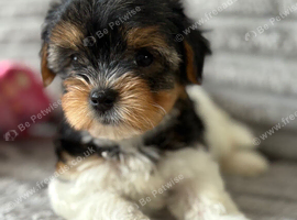 Beautiful Tiny Biewer Girl