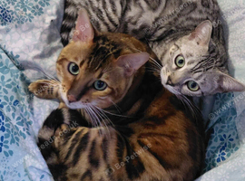 Beautiful Rosetted bengal kittens