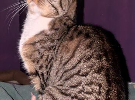 Good home needed for cat